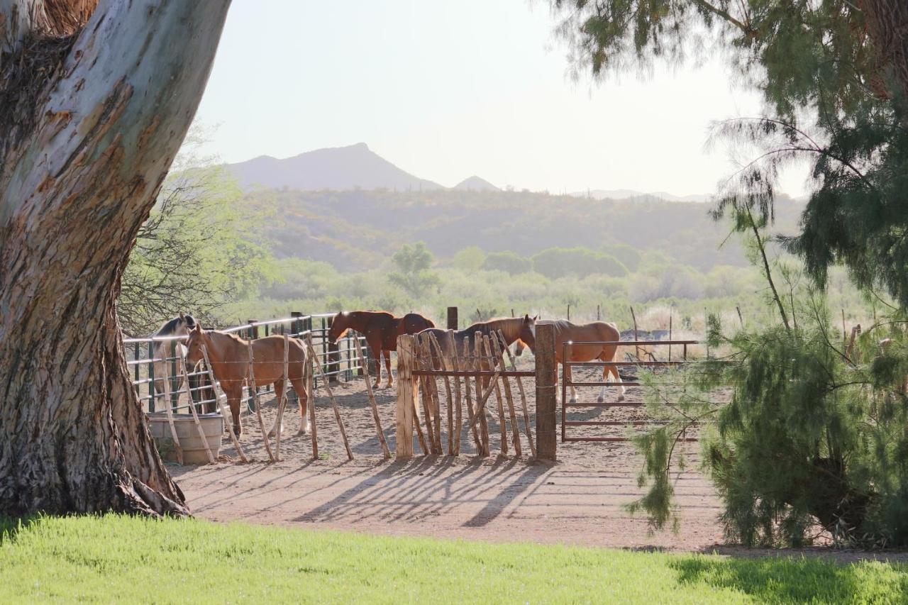 Hotel Kay El Bar Guest Ranch Wickenburg Zewnętrze zdjęcie